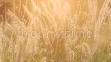 干枯的小草在阳光的照耀下，在夏日的晚霞中随风摆动.. 小的景深